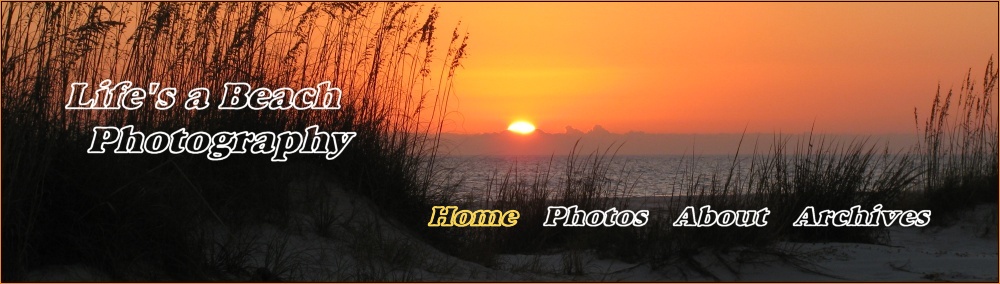 florida nature photos including gulf coast
 beaches, palm trees, wildflowers, and sea birds